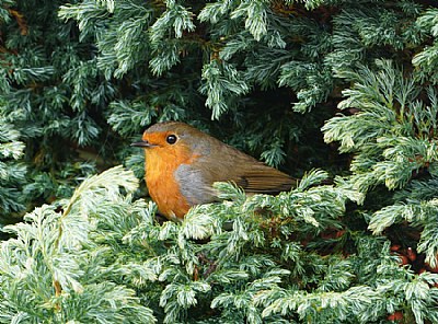 European Robin