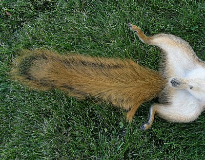 FOX SQUIRREL