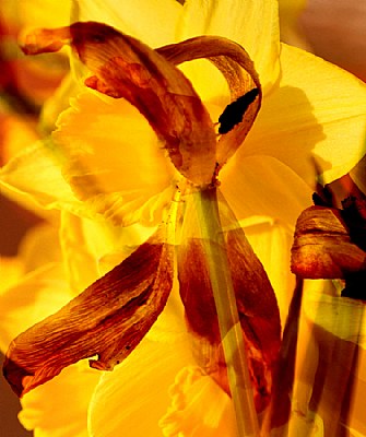 Daffodil