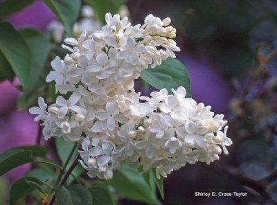 White Lilacs