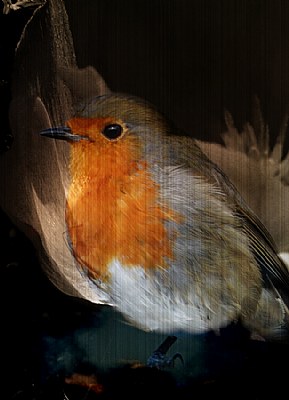 European Robin