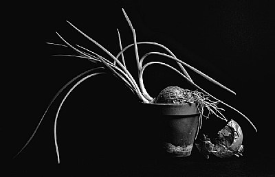 Just An Onion b&w