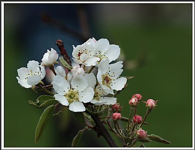 SPRING IN THE ORCHARD