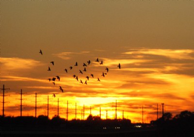 Birds Across Sunset