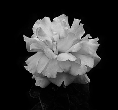 Rose In B&W