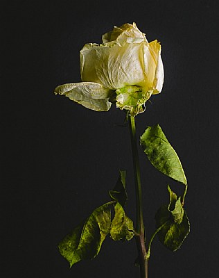 Golden Rose #2