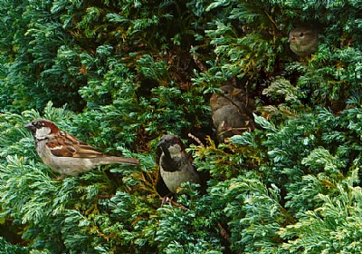 Tree Birds