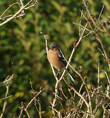 Chaffinch