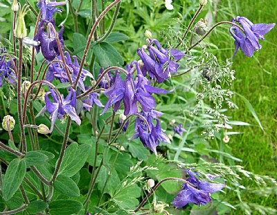 BLUE COLUMBINE