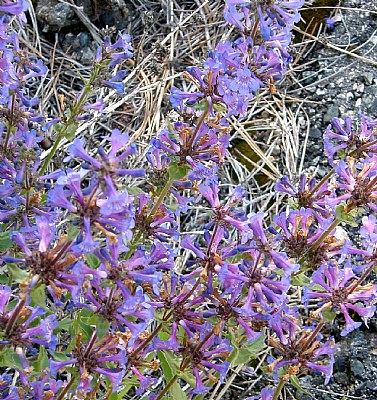 PENSTEMON