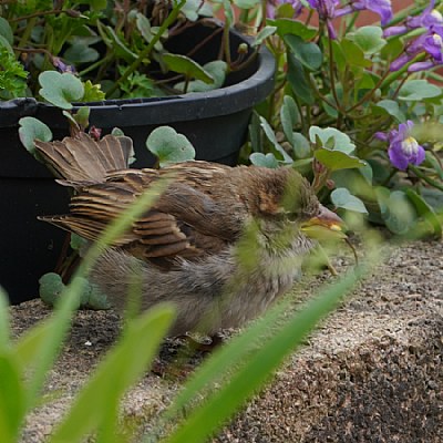 In The Garden