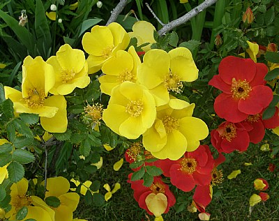 YELLOW AND RED ROSE