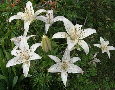 WHITE LILY