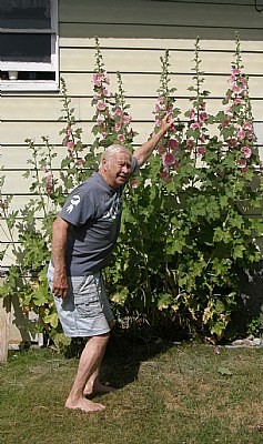 TALL HOLLYHOCKS