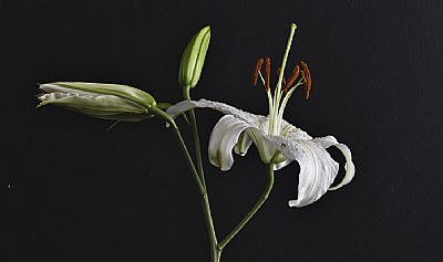 Blooming Lily 2