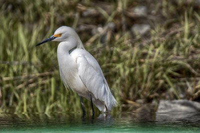 Snowy Egret