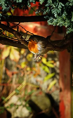 European Robin