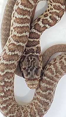 BULL SNAKE