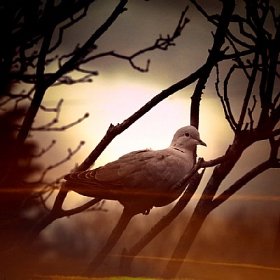 Bird In A tree