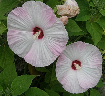 HIBISCUS