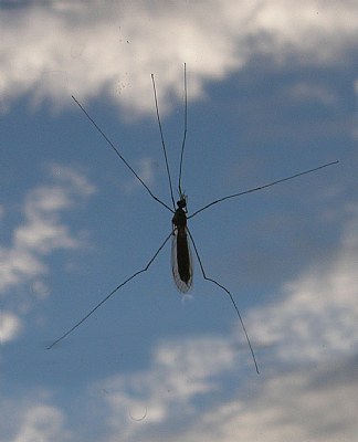 CRANE FLY