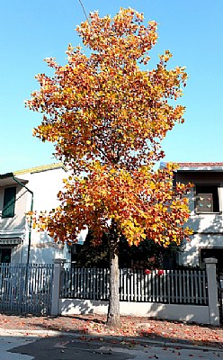 Autumn in Capoia 22