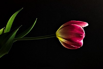 Just a Tulip