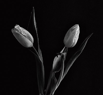 B&W Tulips 1