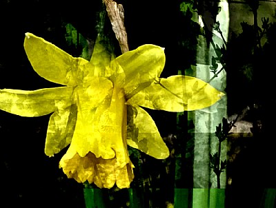 Daffodils