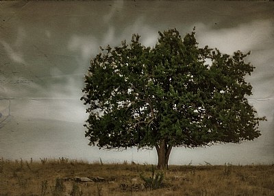 Lone tree