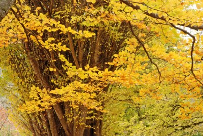 Yellow Leaves