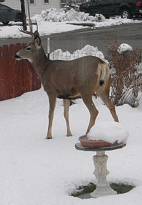 MULEY BUCK