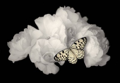 White Roses with Butterfly