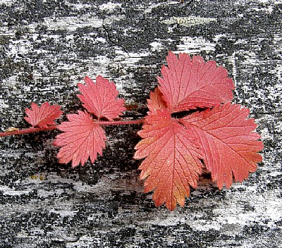 CINQUEFOIL