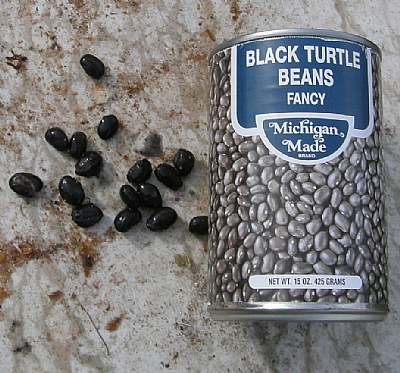 BLACK TURTLE BEANS