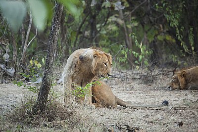 lioness, at gir national park