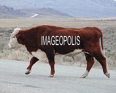 IMAGEOPOLIS COW