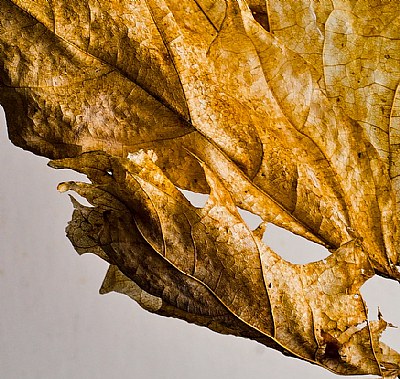 Winter Leaf Detail