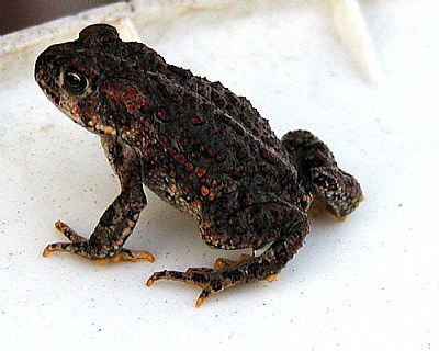 TOAD
