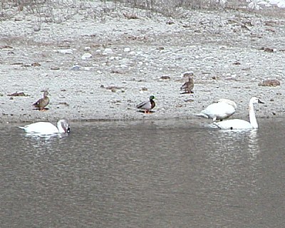 SWANS AND DUCKS