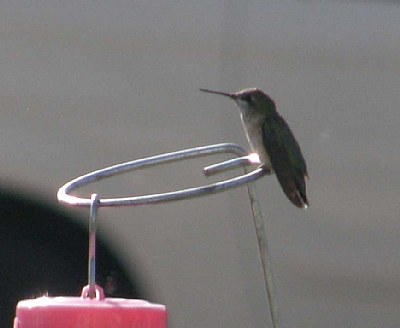 HUMMINGBIRD