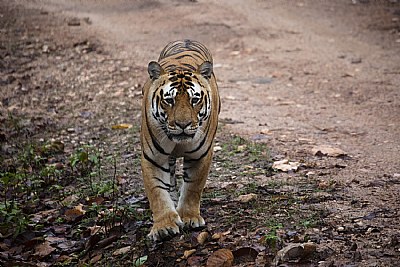 tiger, at kanha national park