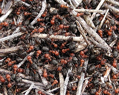 RED AND BLACK ANTS
