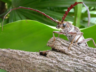 LONG LONGHORN III