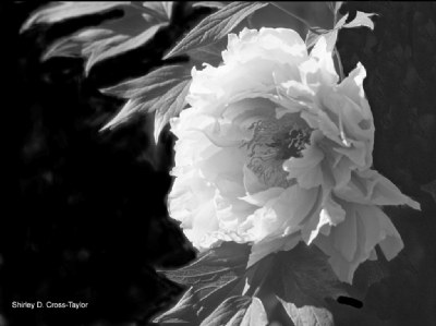 Peony