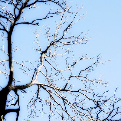 Dry Trees Go to Heaven