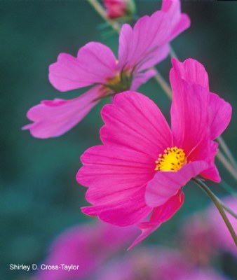 Pink Cosmos