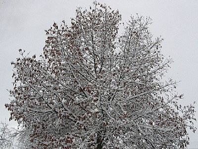 SNOW OAK