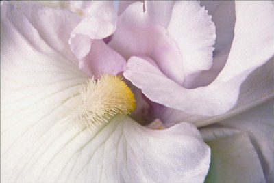 White Iris Heart