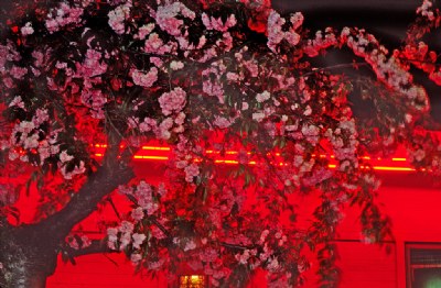 cherry Blossoms with Neon